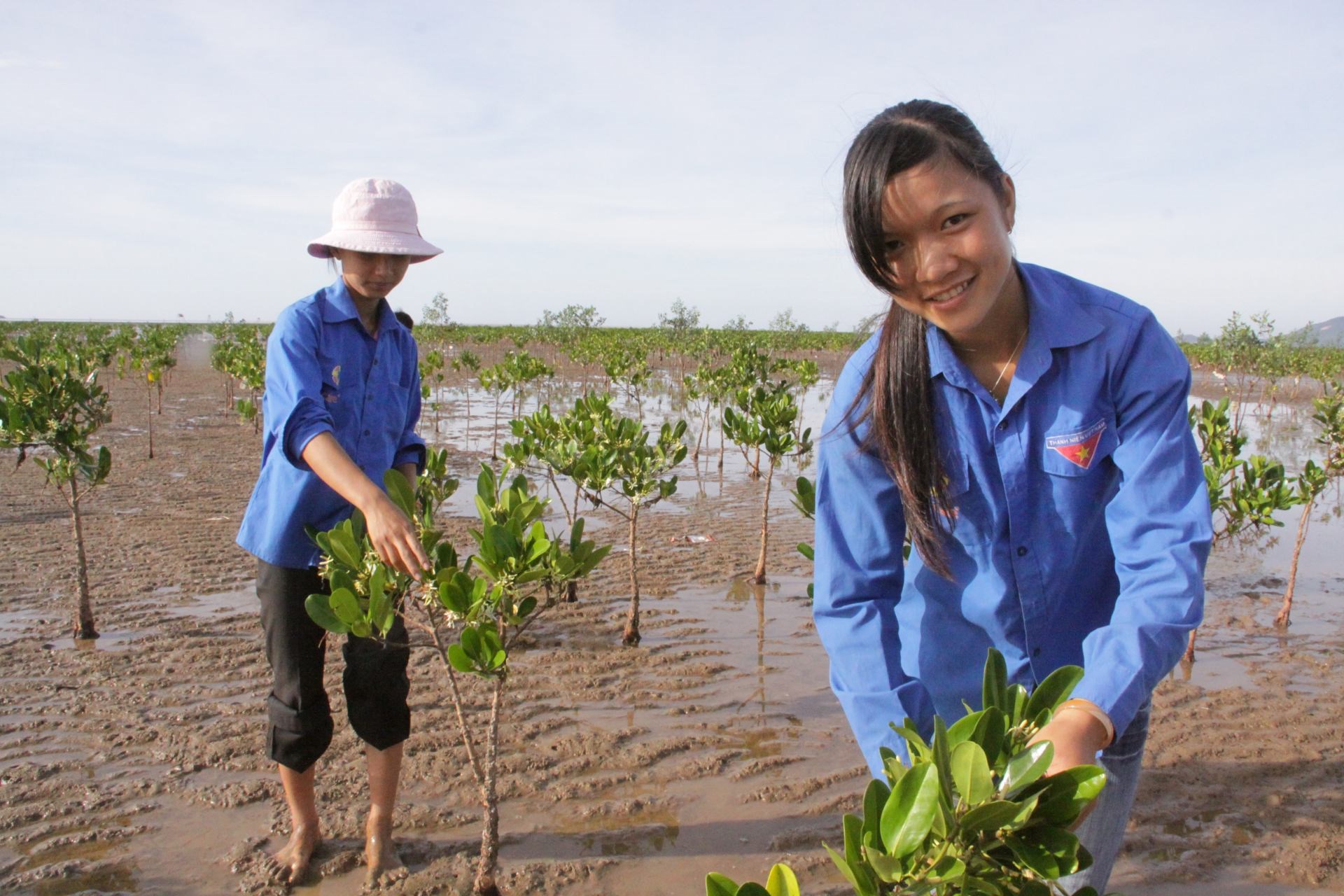 Genplantning af mangrover langs Vietnams kyster