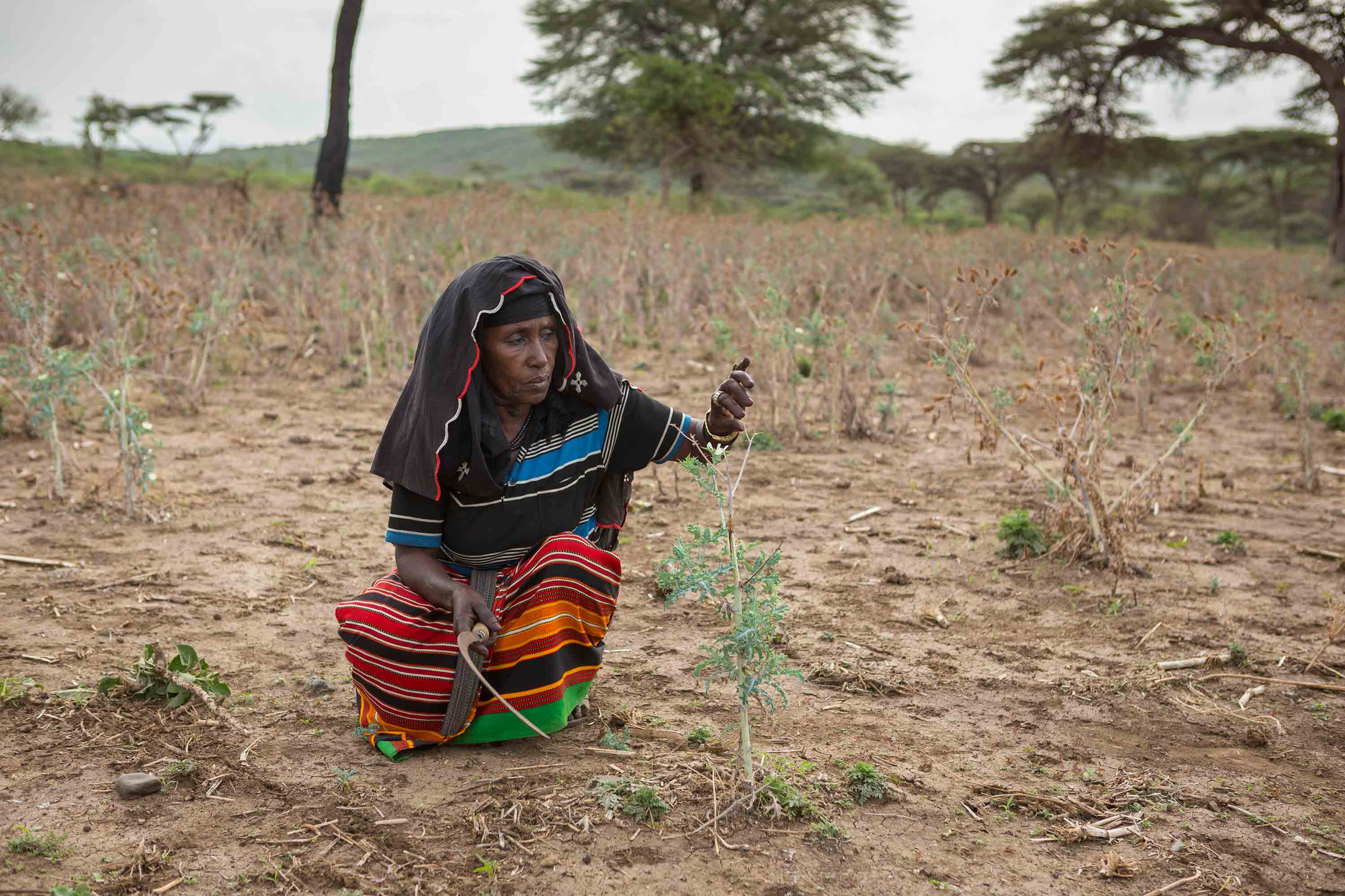 ©Makmende Media RS60561